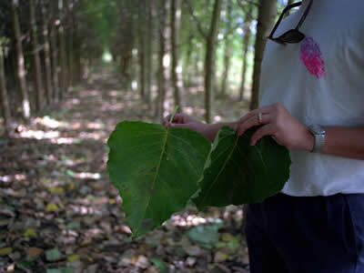 Biomass from Poplars